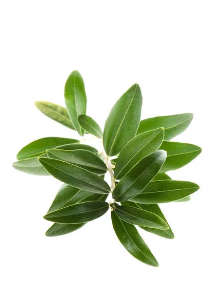 Fresh olive branch leaves isolated on white background — Stock Photo, Image