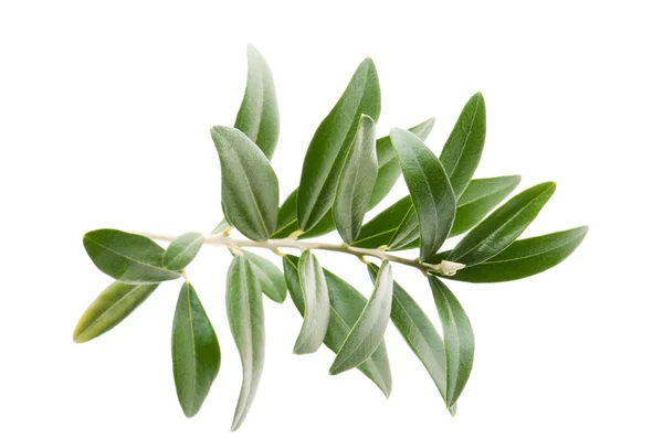 Folhas de ramo de oliveira frescas isoladas sobre fundo branco — Fotografia de Stock