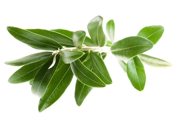 Fresh olive branch leaves isolated on white background — Stock Photo, Image