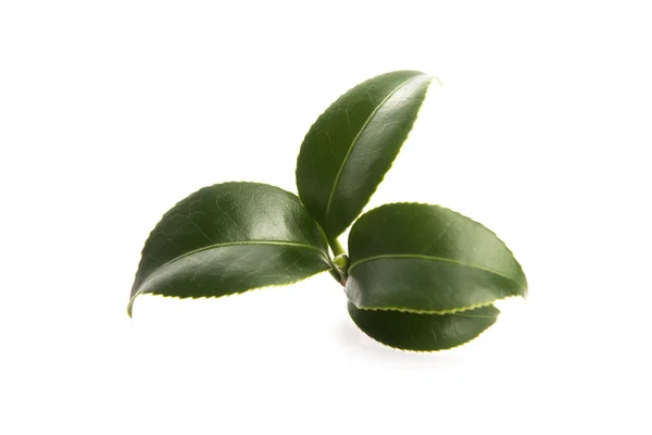 Fresh tea leaves isoalted on the white background — Stock Photo, Image