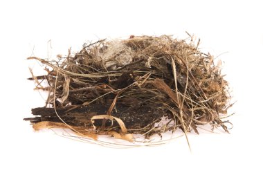 Kuş yumurtaları yuvanın içinde ayrıntı