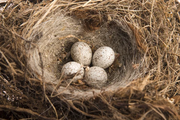 Détail des œufs d'oiseaux dans le nid — Photo