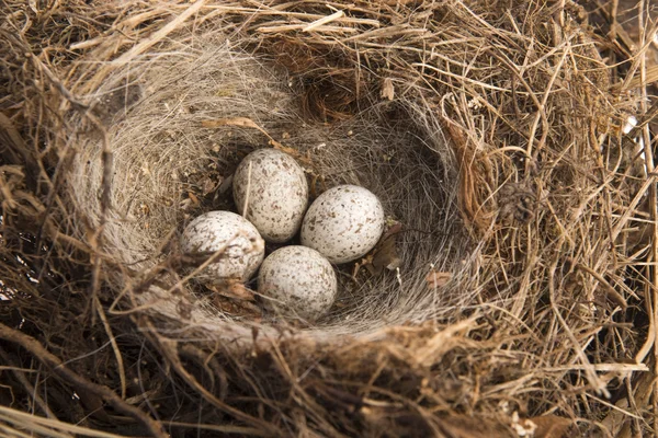 Detalle de huevos de ave en el nido — Foto de Stock