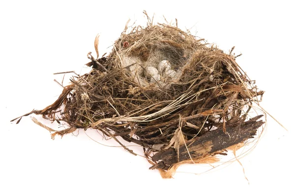 Detail of bird eggs in nest — Stock Photo, Image