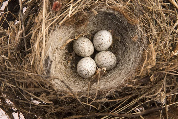 Detail of bird eggs in nest — Stock Photo, Image