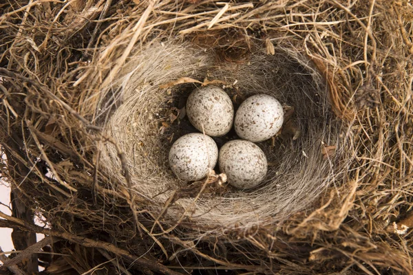 Detalhe de ovos de pássaro no ninho — Fotografia de Stock
