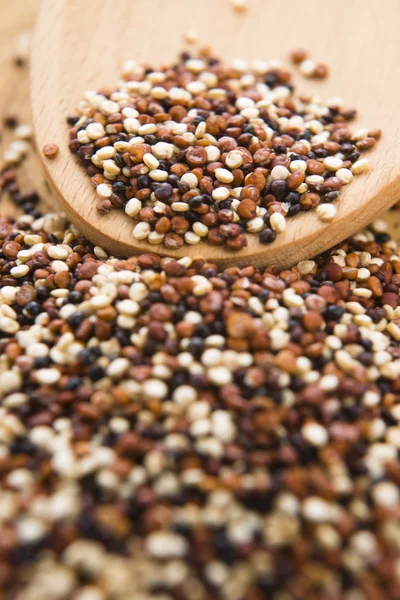 Dreifarbiges Quinoa-Korn — Stockfoto