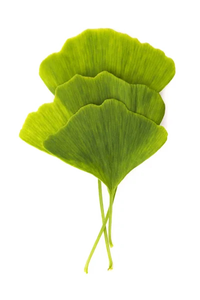 Folha de ginkgo biloba isolada em branco — Fotografia de Stock