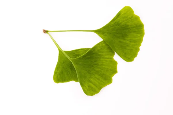 Ginkgo biloba leaf isolated on white — Stock Photo, Image