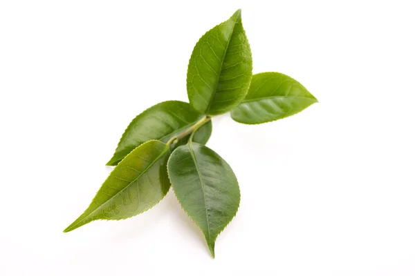 Hojas de té frescas isoaltadas sobre el fondo blanco —  Fotos de Stock