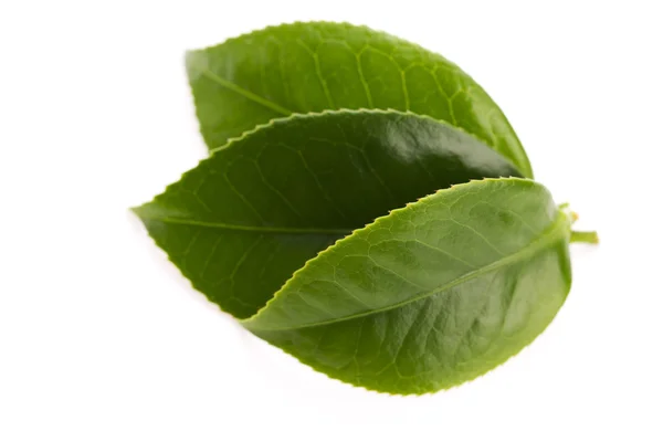 Verse thee bladeren geïsoleerd op de witte achtergrond — Stockfoto