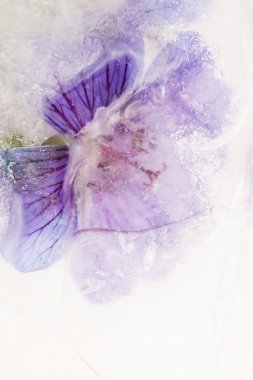 donmuş çiçekler. Ice cube çiçekleri