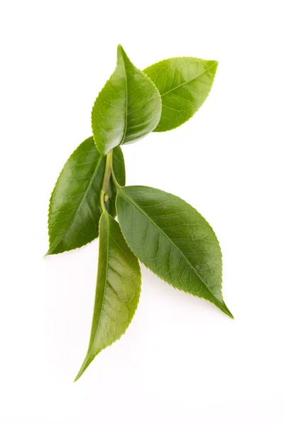 Hojas de té frescas isoaltadas sobre el fondo blanco —  Fotos de Stock