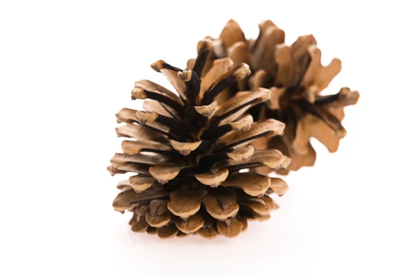 Brown pine cone isolated on white background — Stock Photo, Image