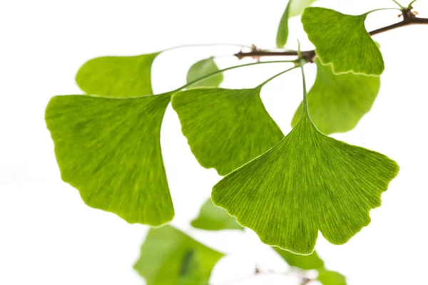 Φύλλα Ginkgo biloba απομονωμένα σε λευκό — Φωτογραφία Αρχείου