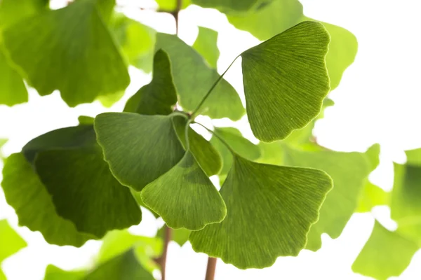 Ginkgo biloba Blatt isoliert auf weiß — Stockfoto