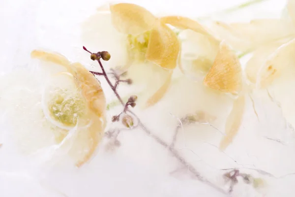 Bevroren bloemen. Blossoms in het ijsblokje — Stockfoto