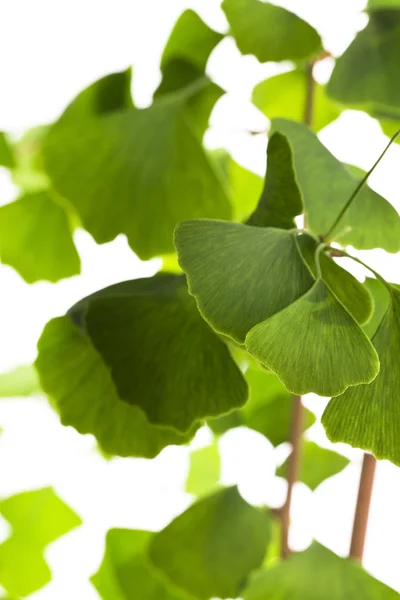 Ginkgo biloba leaf isolated on white — Stock Photo, Image