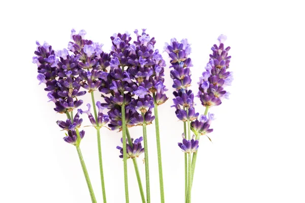 Lavendelblüten auf weißem Hintergrund — Stockfoto