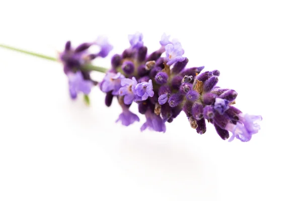 Flores de lavanda no fundo branco — Fotografia de Stock