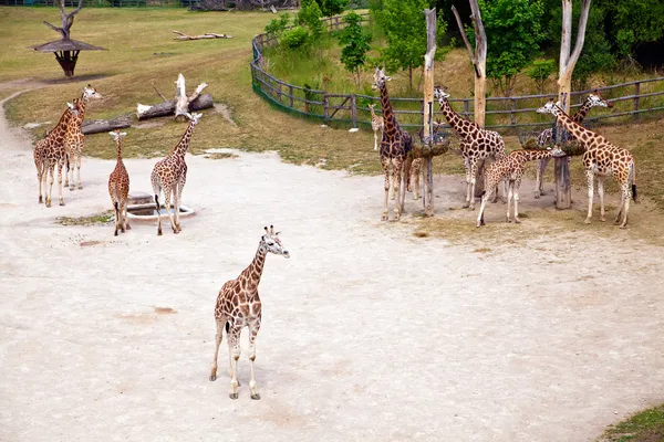 Žirafy v pražské zoo — Stock fotografie