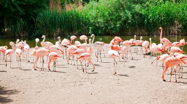 Rosa flamingoer – stockfoto