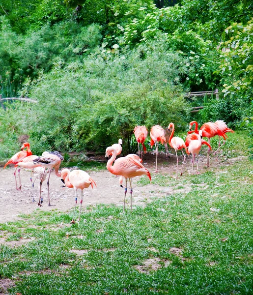 Flamencos rosados - 2 — Foto de Stock