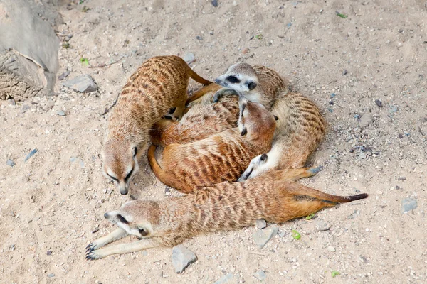 Meerkats couchés dans un zoo de Prague — Photo