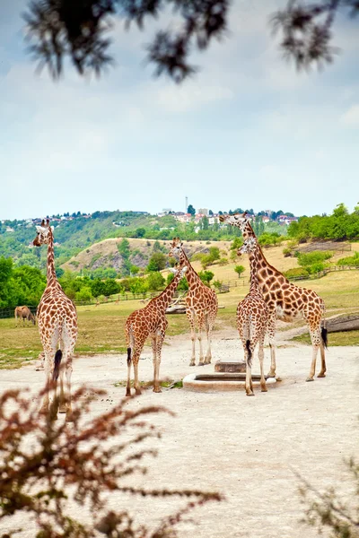 Žirafy přes keře — Stock fotografie