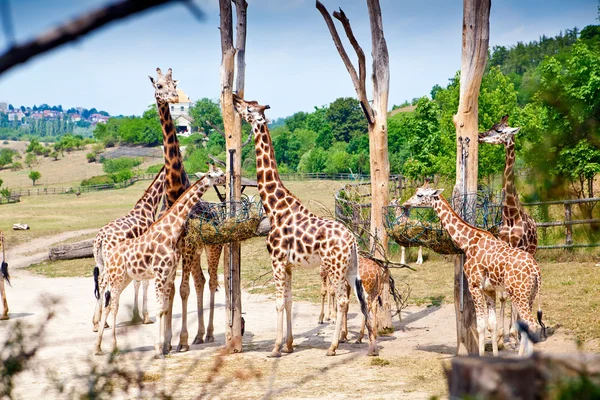 Feeding Time For Giraffes — Stock Photo, Image