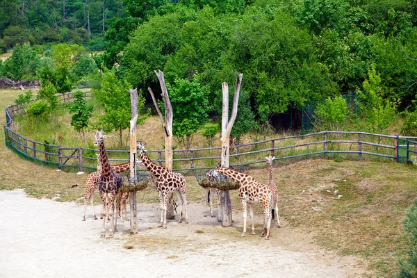Jíst žirafy — Stock fotografie