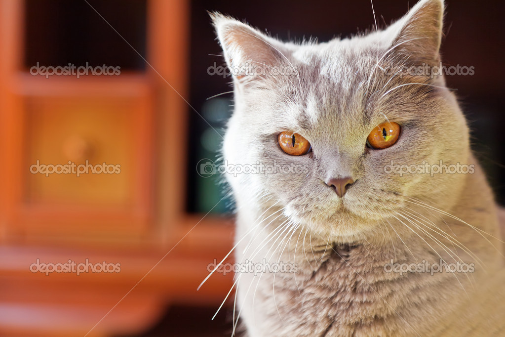 Lilac British Cat With Orange Eyes — Stock Photo © Anna Lurye