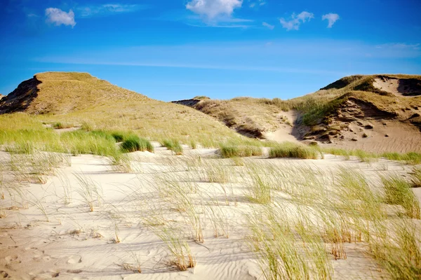 Сухая трава и песчаные дюны — стоковое фото