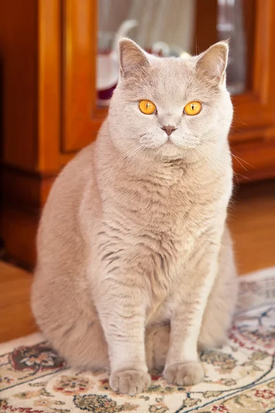丁香英国猫 — 图库照片