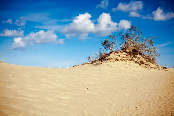Sand und Baum — Stockfoto