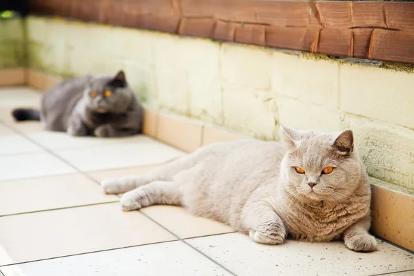 Flieder und graue Britische Katzen — Stockfoto