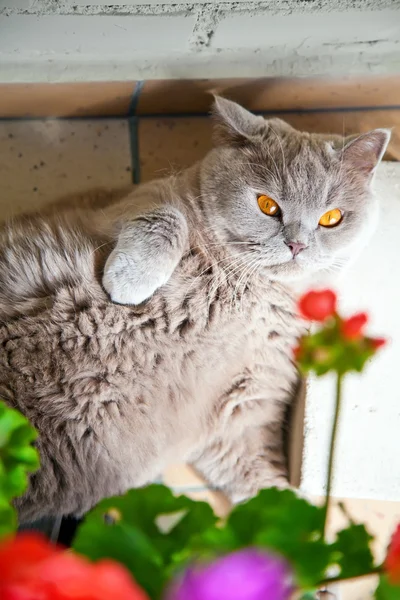 Fliederfarbene Britische Katze liegt unter Blumen — Stockfoto