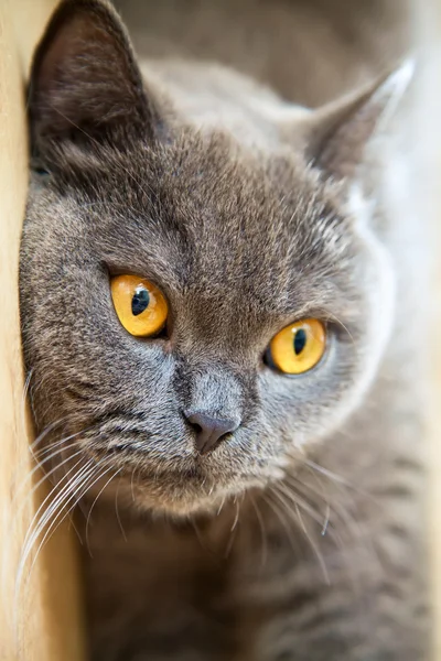 Close-up cat's gezicht — Stockfoto