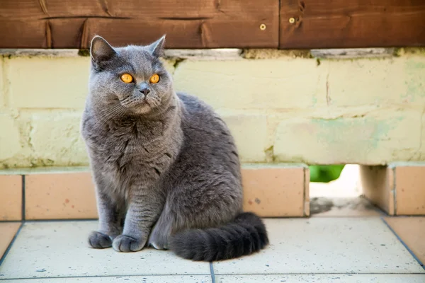 Портрет британской кошки — стоковое фото