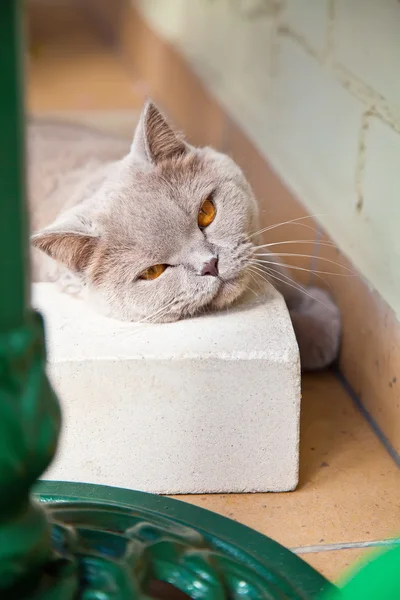 Lilac british cat lying on white brick — Stock Photo, Image