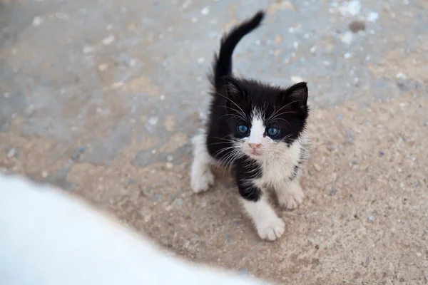 Pequeño gatito encantador —  Fotos de Stock