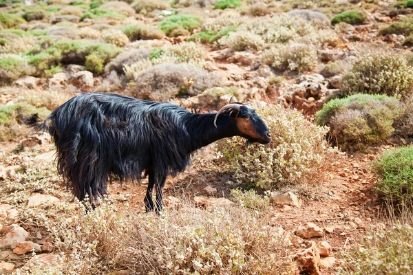 Cabra montés salvaje — Foto de Stock