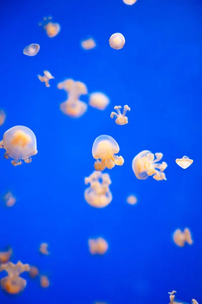 Мелкие медузы — стоковое фото
