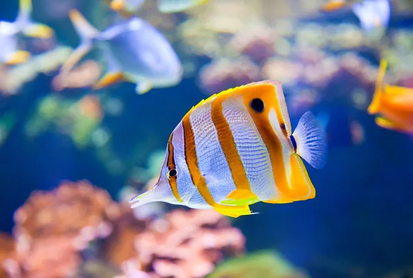 Butterflyfish — Stock fotografie