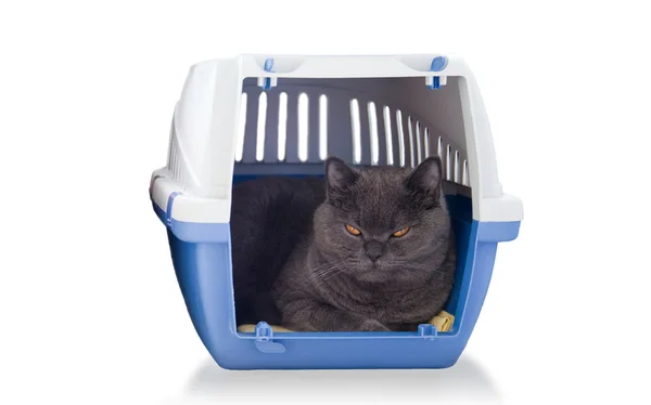 Britská kočka v přepravní box — Stock fotografie