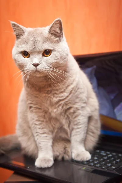 Kat op een laptop — Stockfoto