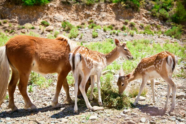 Tres animales jóvenes comiendo hierba — Foto de Stock