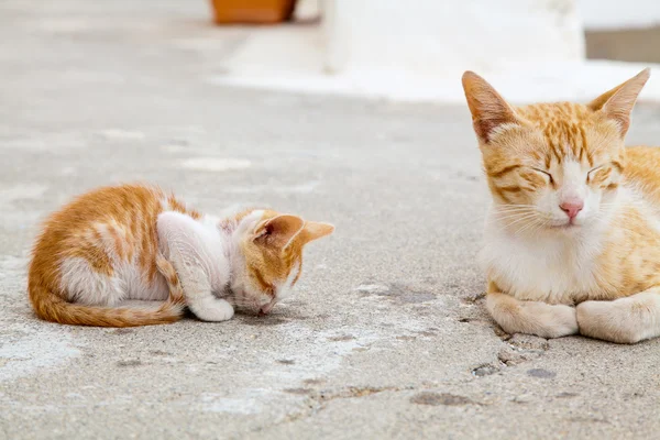 Mãe-gato e seu dormindo gatinho vermelho — Fotografia de Stock