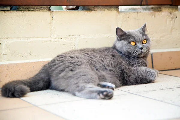 Hermoso gato mentiroso — Foto de Stock