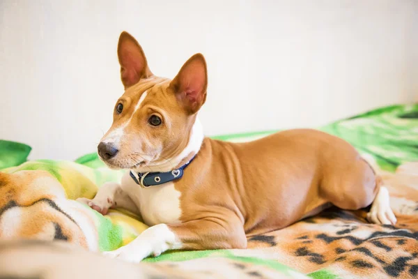 Cachorro basenji acostado en una cama — Foto de Stock